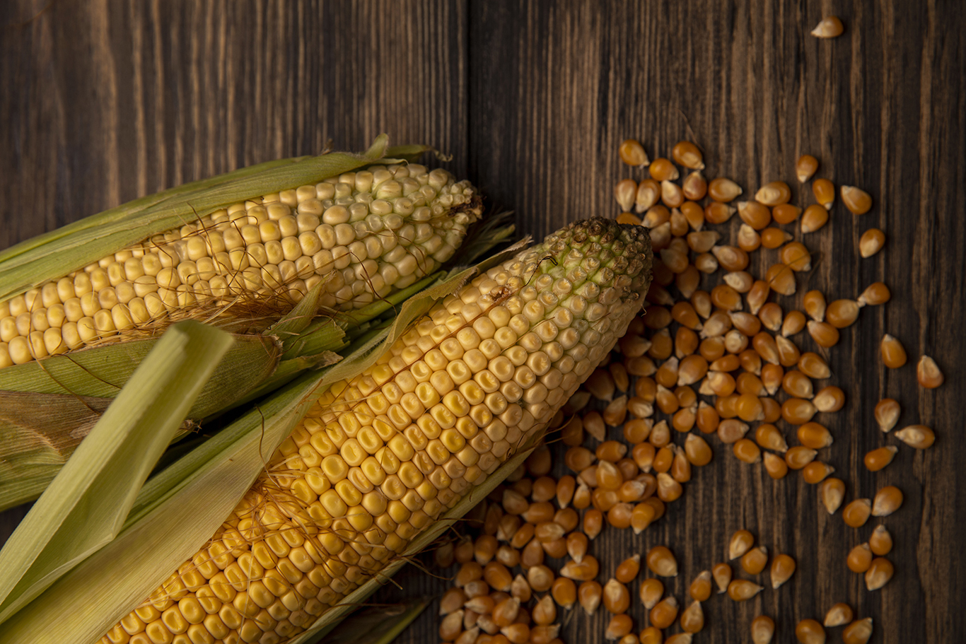 maize-cover